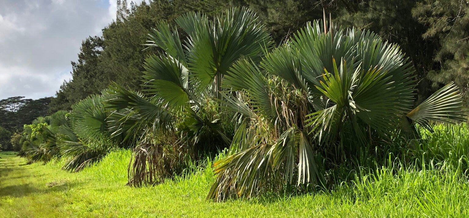 Bismarck Palms Wailua River Nurseries